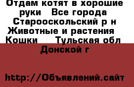 Отдам котят в хорошие руки - Все города, Старооскольский р-н Животные и растения » Кошки   . Тульская обл.,Донской г.